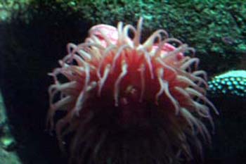 monty