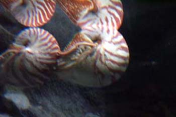 monty