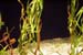 monty